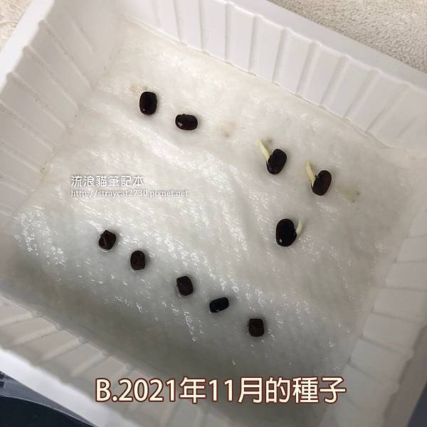 蝶豆花育苗10.jpg