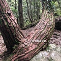 馬崙山pixnet18-V字松，奇特的樹幹