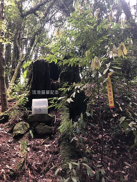 馬崙山pixnet21-步道旁一棵樹頭邊放著醫藥箱，提供給需要的山友