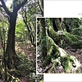 馬崙山pixnet33-這棵樹很高，有粗壯的板根