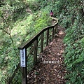 馬崙山pixnet43-限制只能兩人行走的木棧道，舖滿落葉