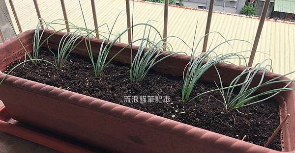 陽台菜園-蕗蕎栽種07.jpg