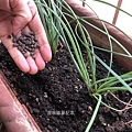陽台菜園-蕗蕎栽種10.jpg