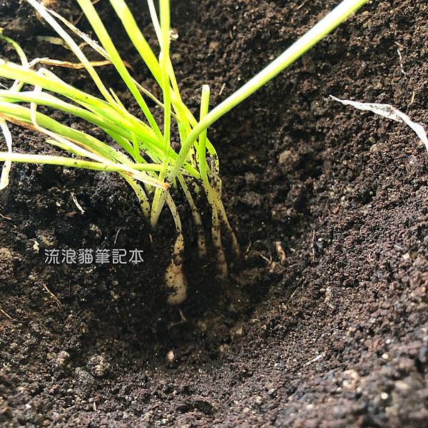 陽台菜園-蕗蕎栽種24.jpg