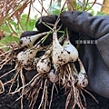 陽台菜園-蕗蕎栽種25.jpg