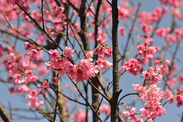 櫻花