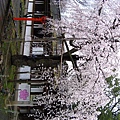 平野神社.JPG