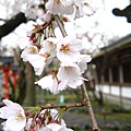 平野神社.JPG