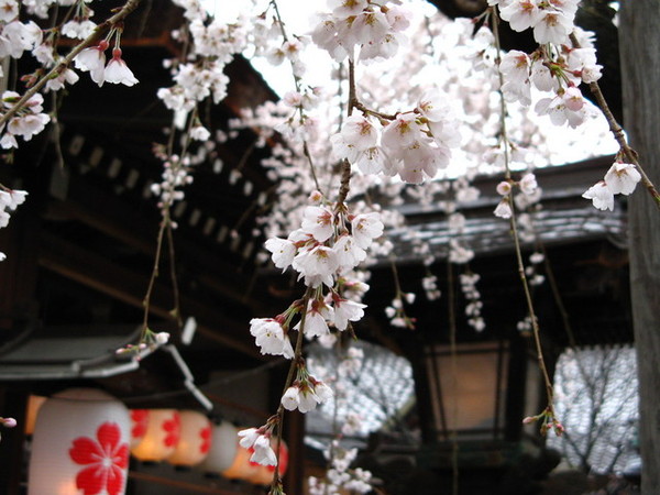 平野神社.JPG