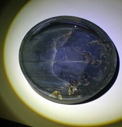 金星龜甲1 金星龜甲1