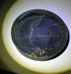 詩硯齋文房 硯7 射天狼.jpg 詩硯齋文房 硯7 射天狼.jpg