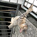 CIMG0783.JPG
