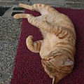 CIMG0839.JPG
