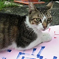 CIMG0831.JPG