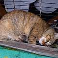 DSC00300.JPG