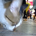 DSC00309.JPG
