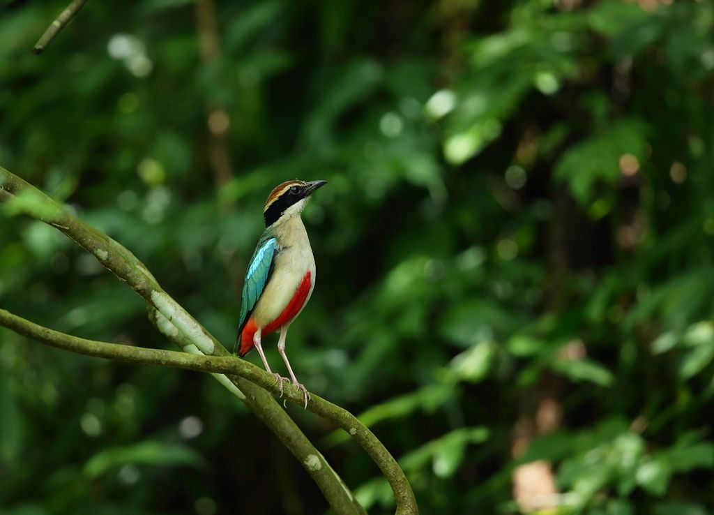 Fairy Pitta 八色鳥 史都華飛羽攝影部落格 痞客邦 Fairy Pitta 八色鳥 史都華飛羽攝影部落格 痞客邦