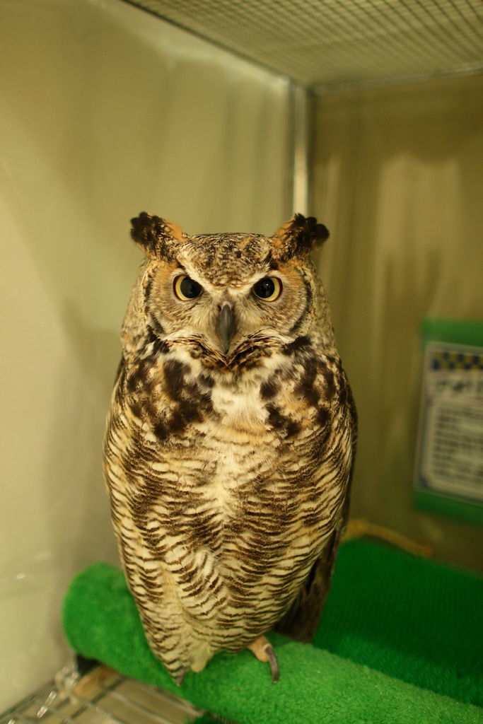 owl-14.JPG