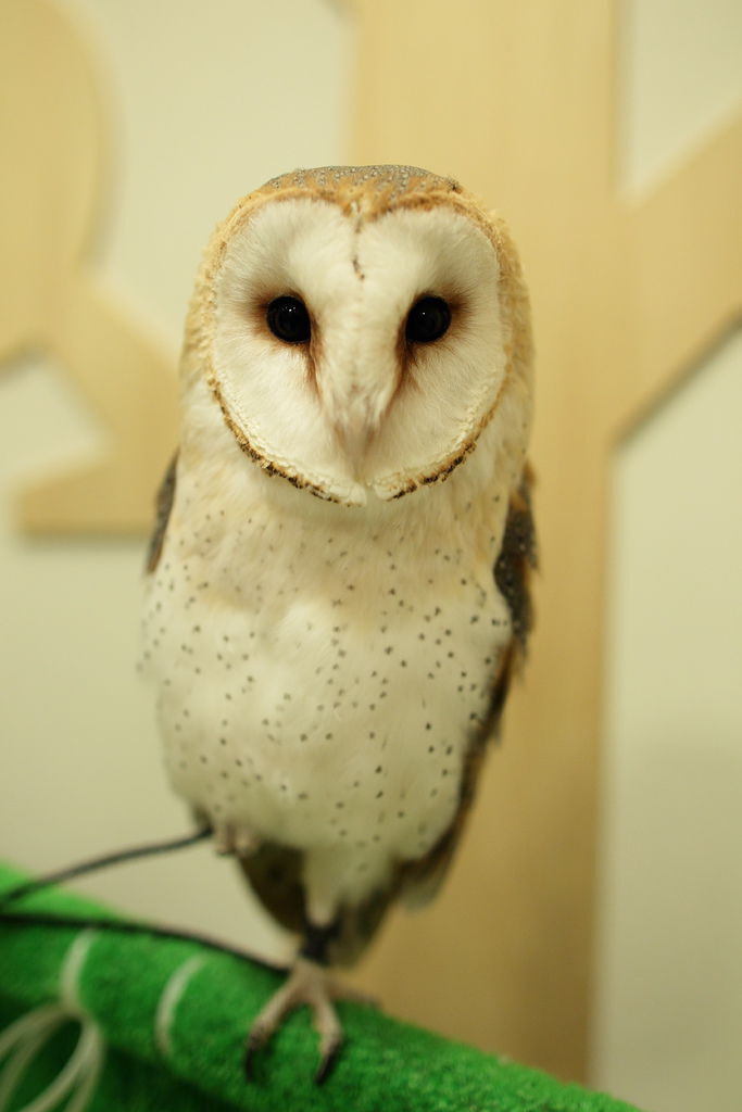 owl-20.JPG