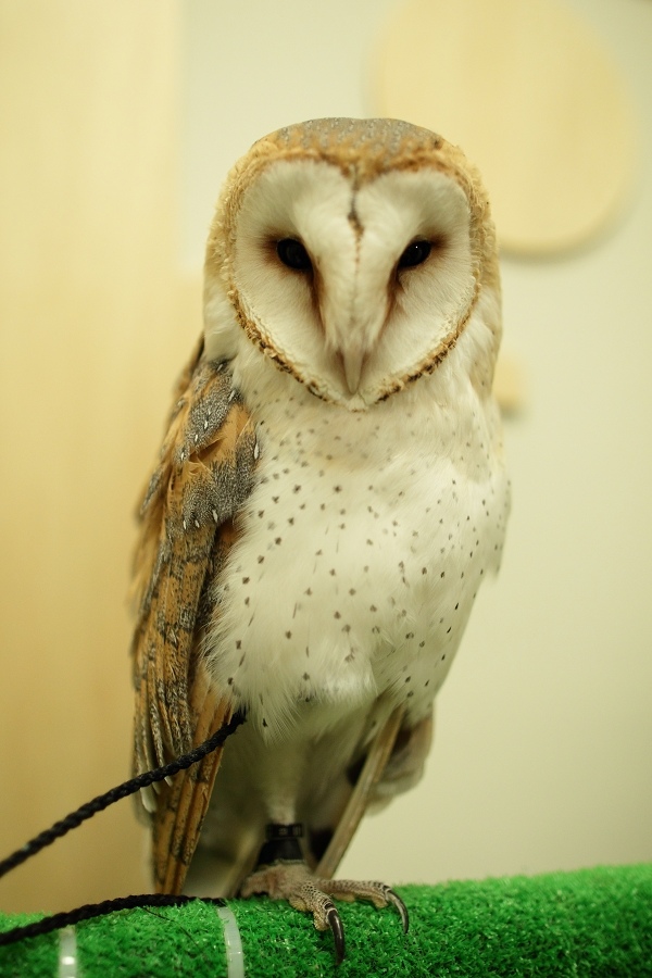 owl -02.jpg