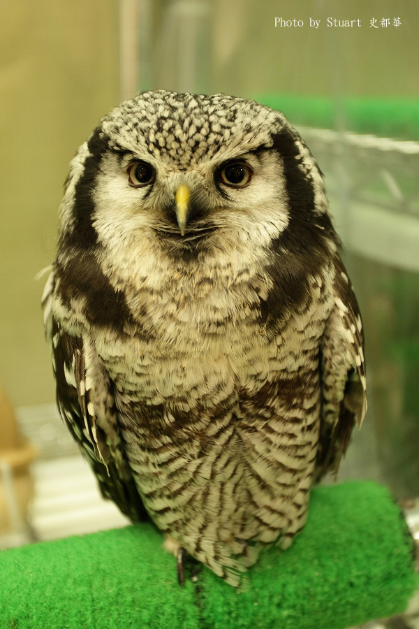 owl -12.jpg