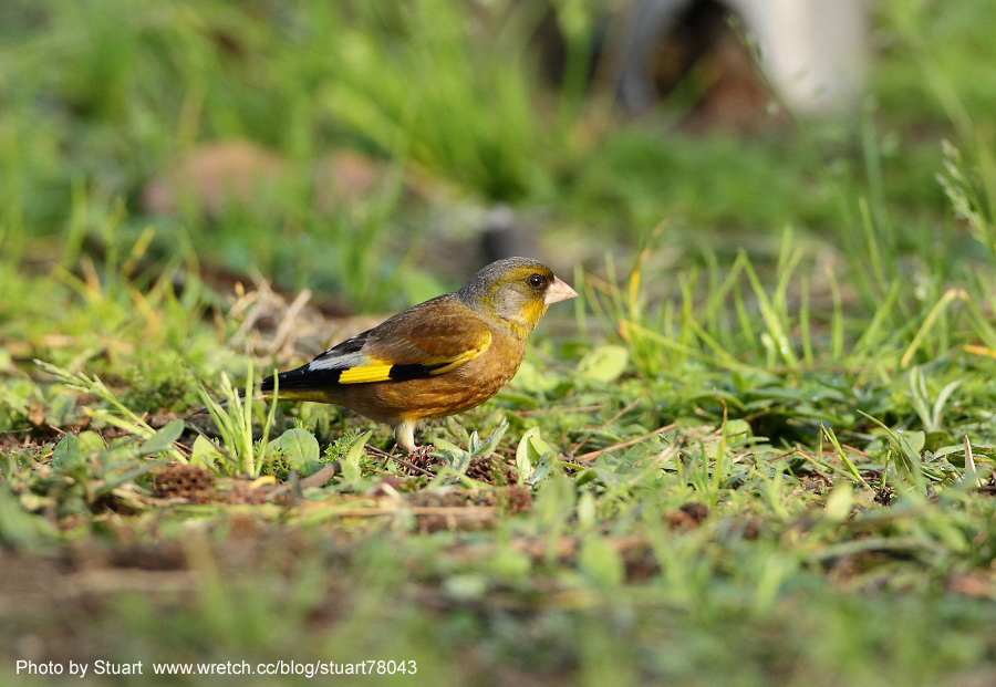 Goldfinch-005.jpg