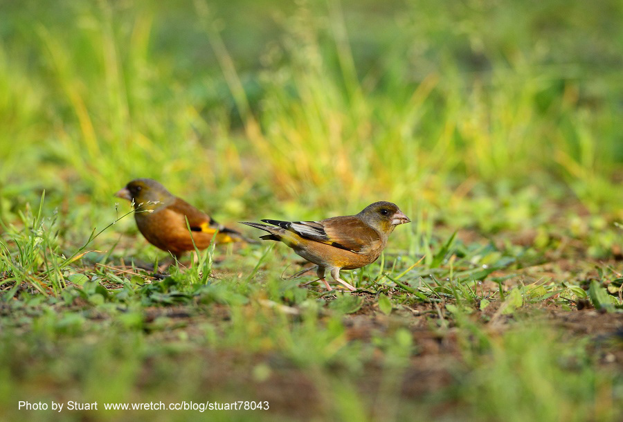 Goldfinch-006.jpg