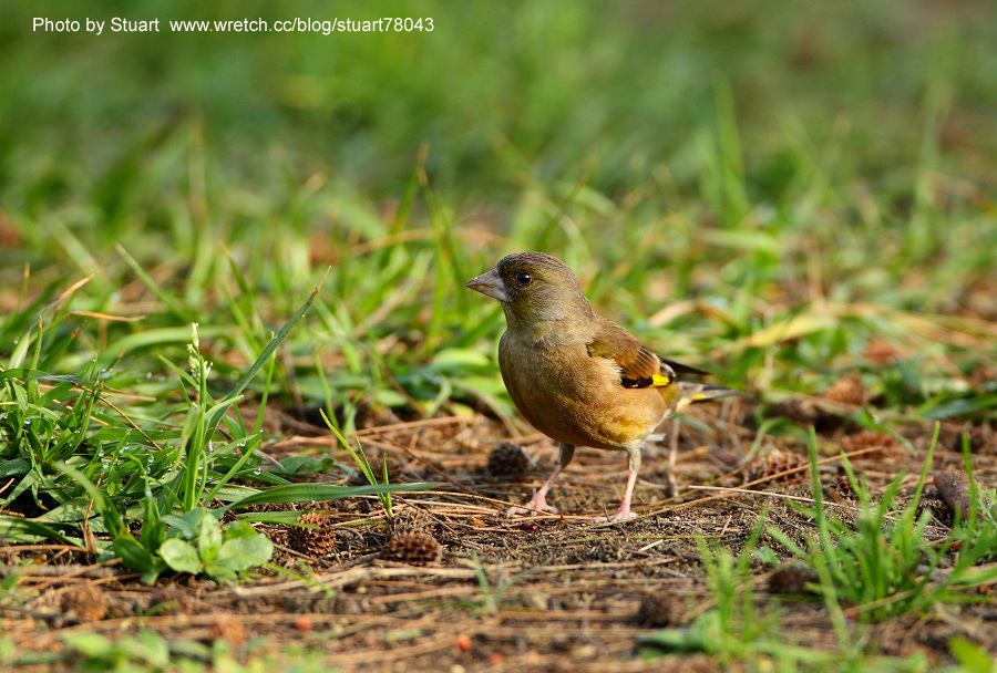 Goldfinch-007.jpg