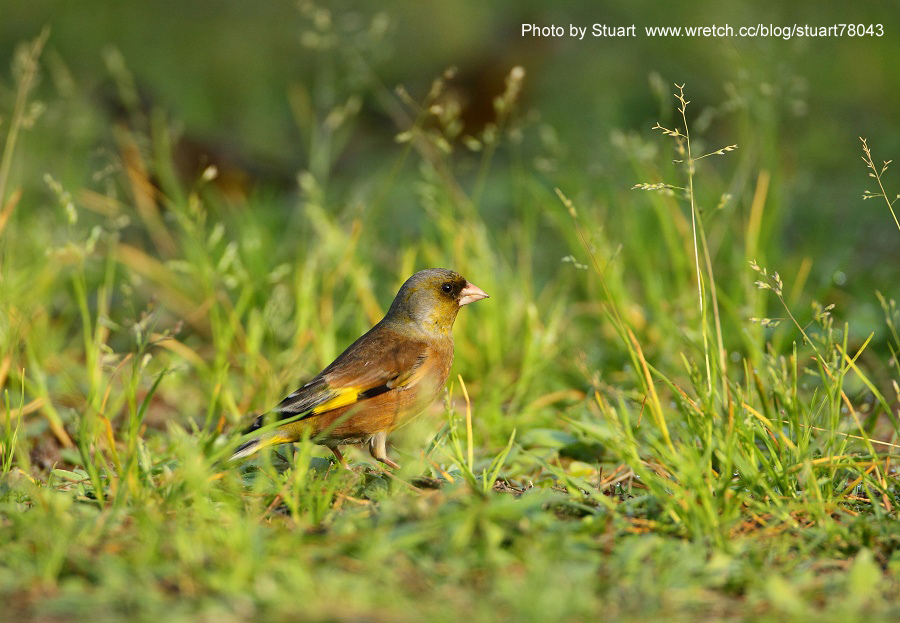 Goldfinch-009.jpg