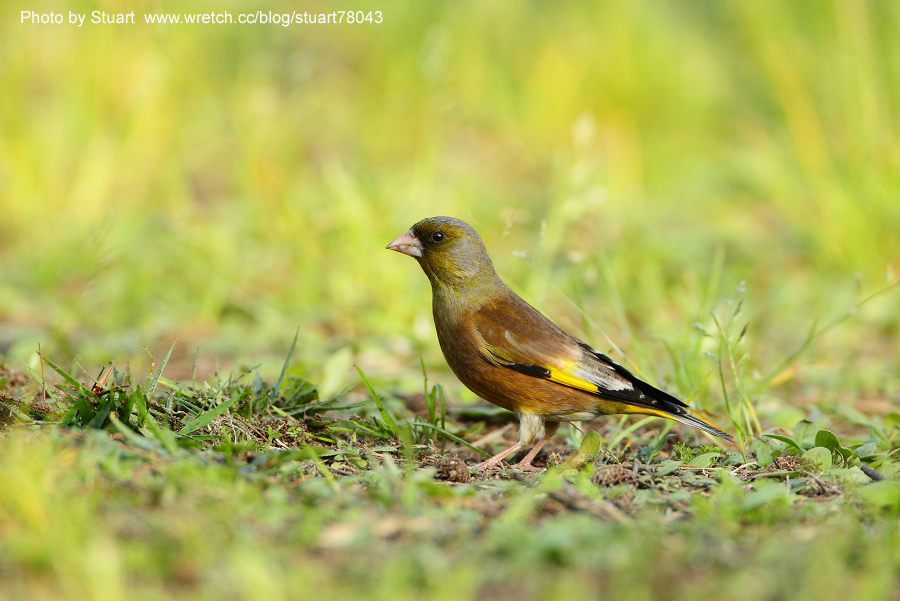 Goldfinch-008.jpg