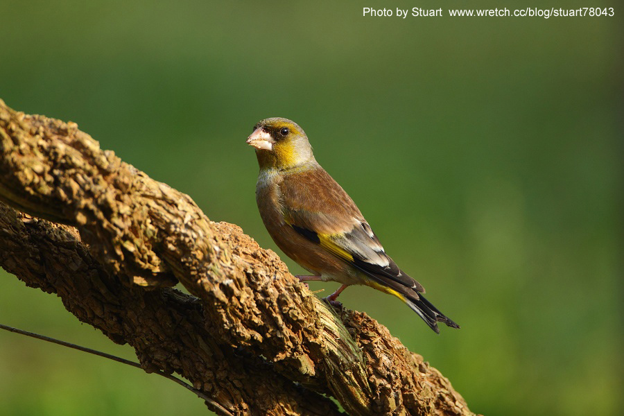 Goldfinch-013.jpg