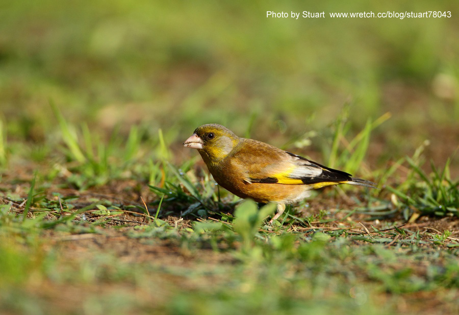 Goldfinch-012.jpg