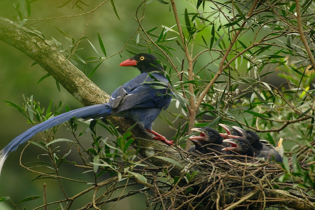 台灣藍鵲-06016.jpg