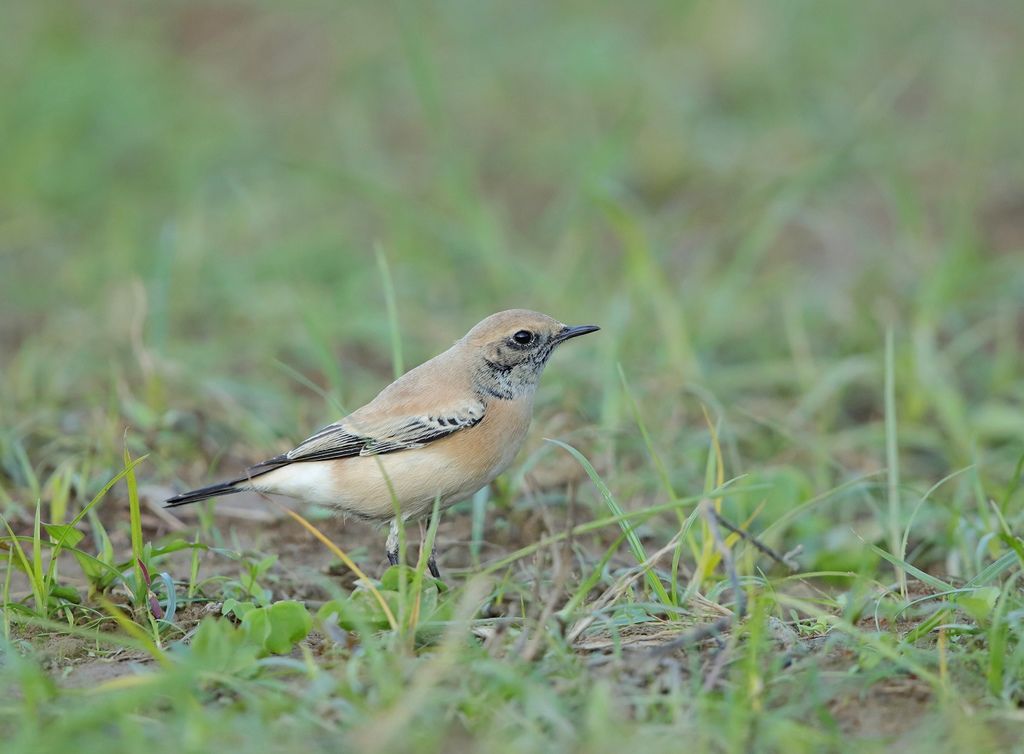 漠䳭 即鳥 Desert Wheatear Oenanthe Deserti 北雀鷹 史都華飛羽攝影部落格 痞客邦