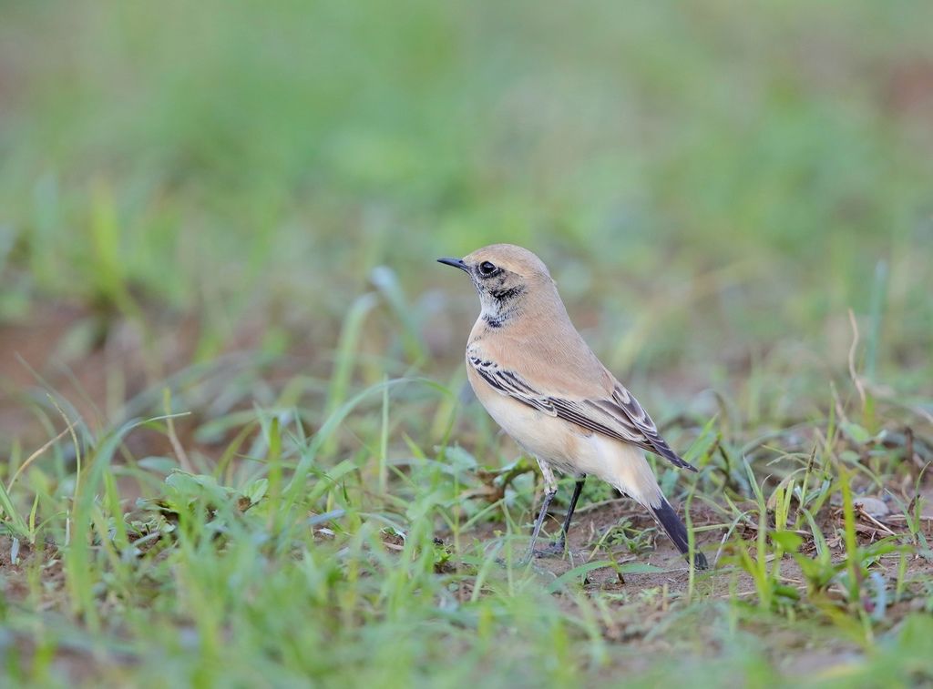 漠䳭 即鳥 Desert Wheatear Oenanthe Deserti 北雀鷹 史都華飛羽攝影部落格 痞客邦