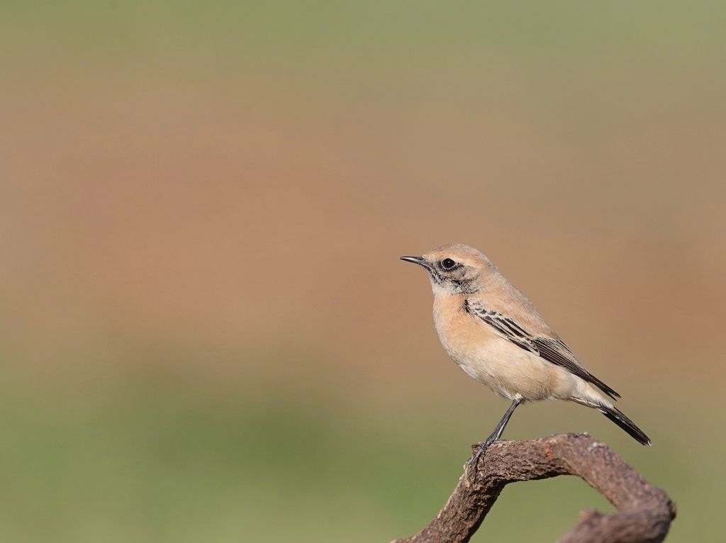 漠䳭 即鳥 Desert Wheatear Oenanthe Deserti 北雀鷹 史都華飛羽攝影部落格 痞客邦