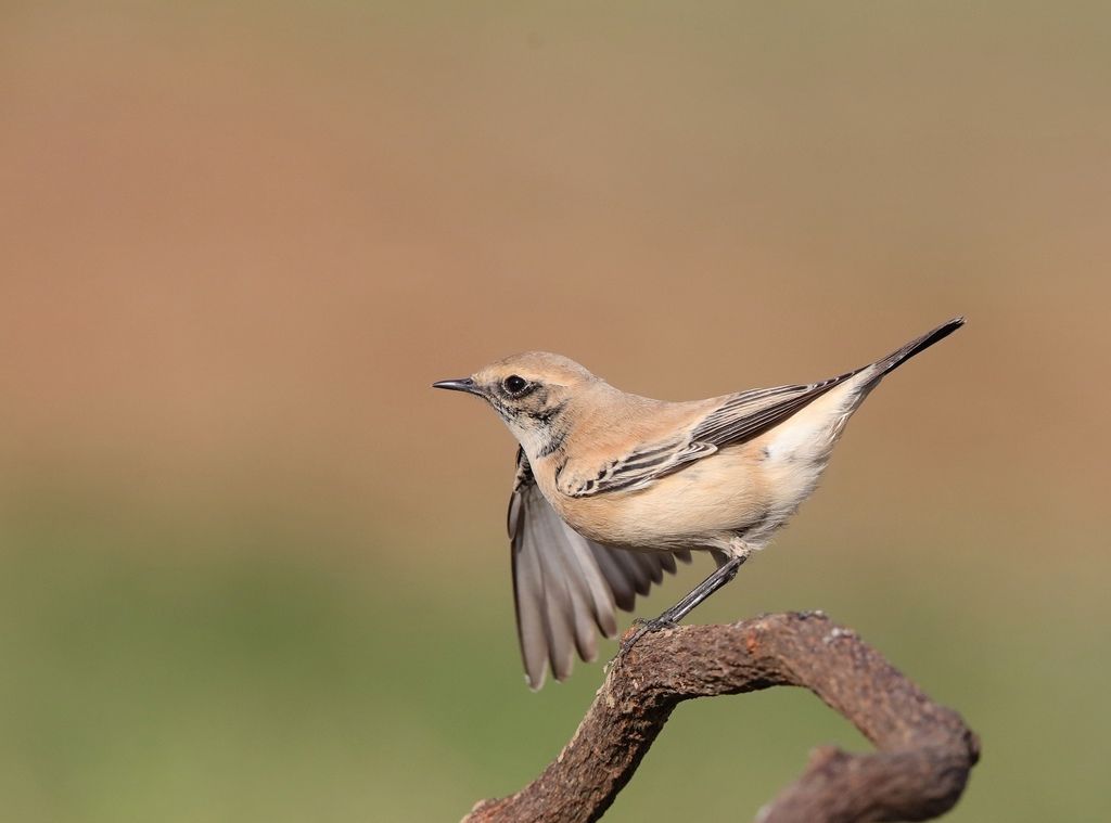 漠䳭 即鳥 Desert Wheatear Oenanthe Deserti 北雀鷹 史都華飛羽攝影部落格 痞客邦