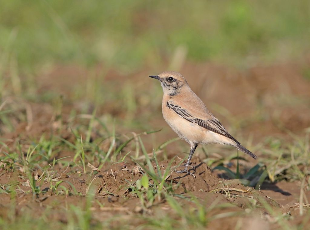 漠䳭 即鳥 Desert Wheatear Oenanthe Deserti 北雀鷹 史都華飛羽攝影部落格 痞客邦