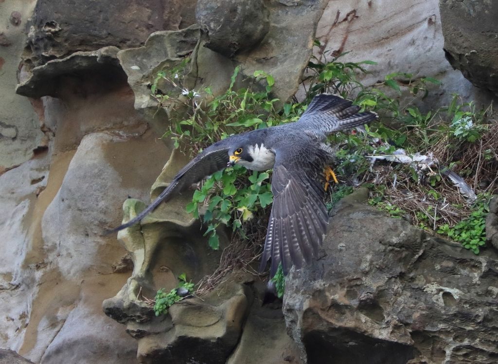 遊隼交尾 Falco Peregrinus Mating 史都華飛羽攝影部落格 痞客邦