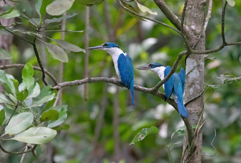 white belt kingfisher-1.jpg