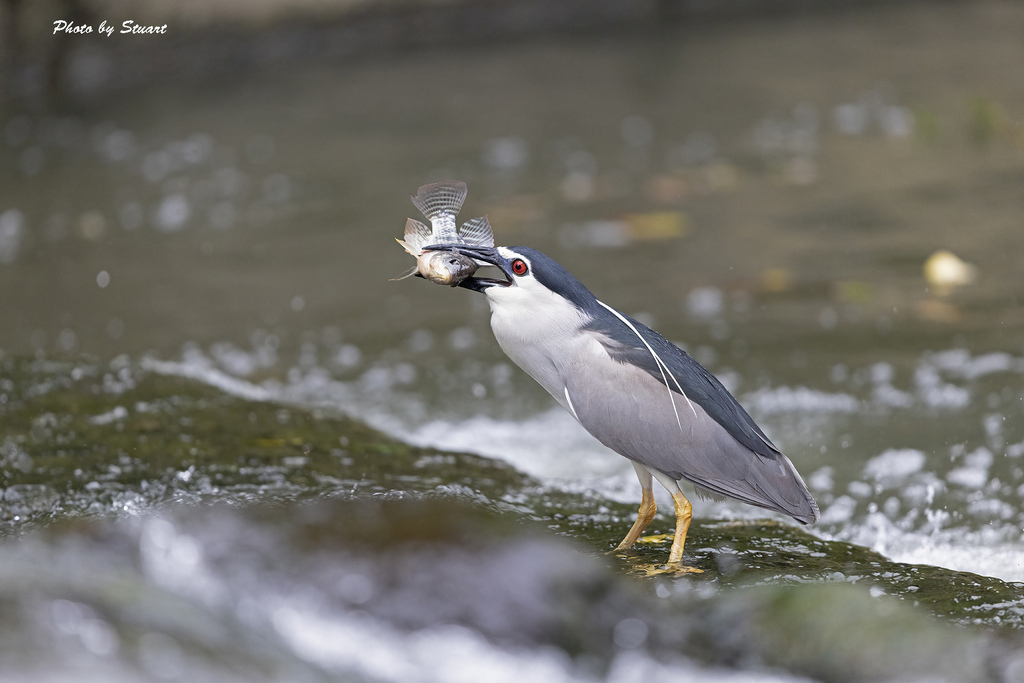 night heron-02.jpg