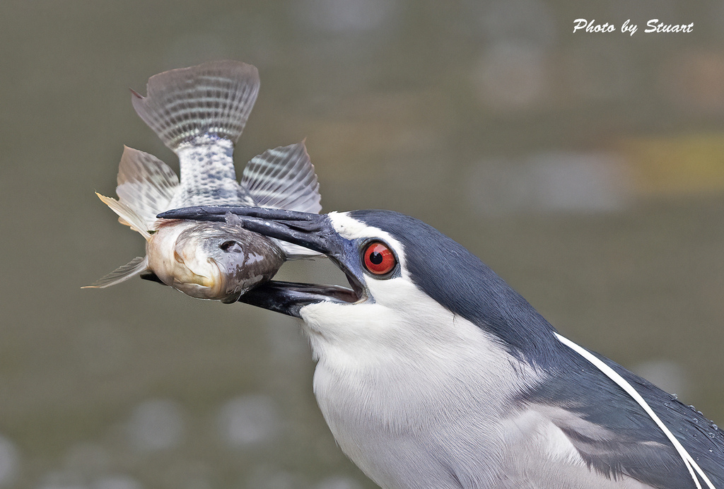 night heron-01.jpg