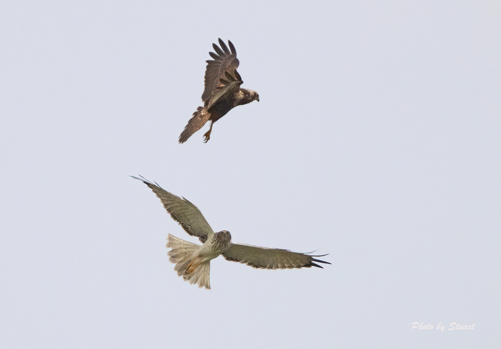 eastern harrier - 231008 - S05.jpg