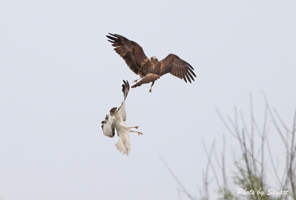 eastern harrier - 231008 - S04.jpg