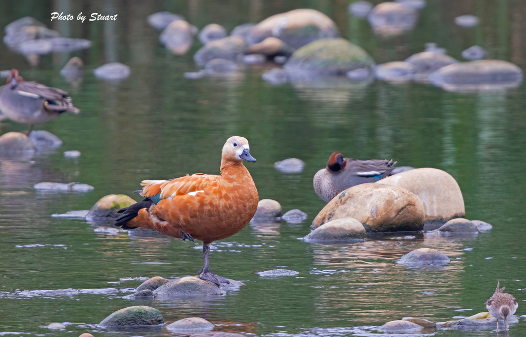 Ruddy Shelduck-s04.jpg