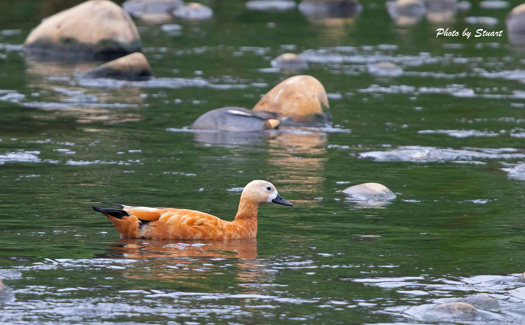 Ruddy Shelduck-s05.jpg