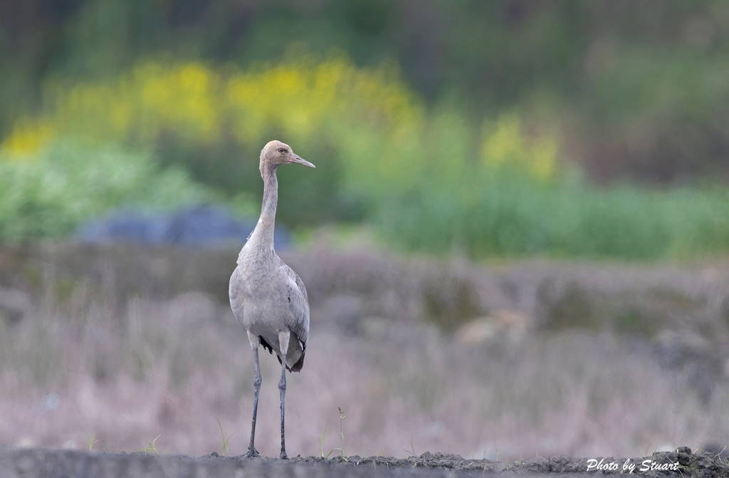 grey crane-s03.jpg