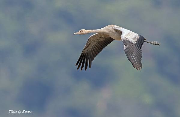 grey crane-s01.jpg