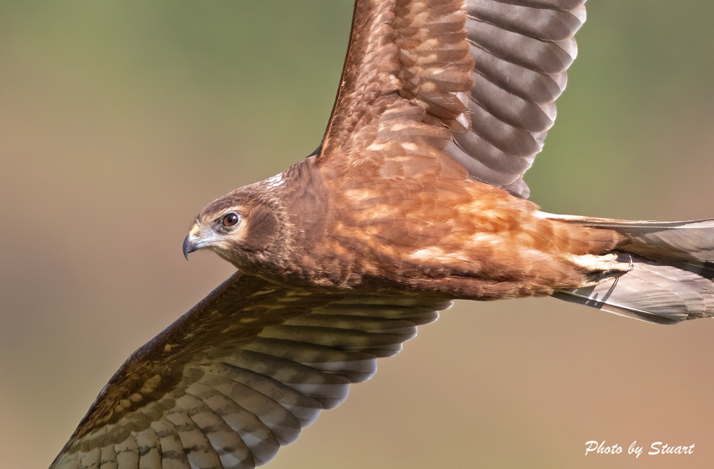 pied harrier 20251108-s2.jpg
