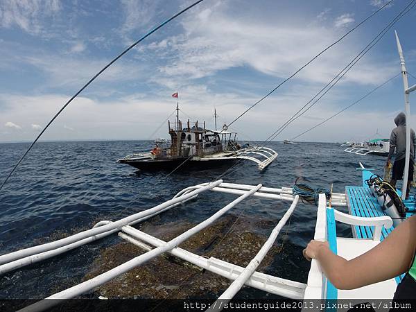 Nalusuan diving 0711 (12).JPG